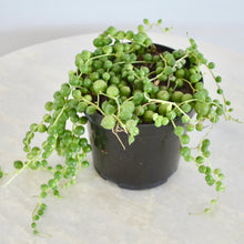 Load image into Gallery viewer, String of Pearls | 4 Inch Hanging Basket