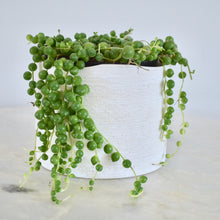 Load image into Gallery viewer, String of Pearls | 4 Inch Hanging Basket