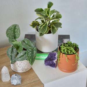 Subscription Planty Box - 3 Cycles