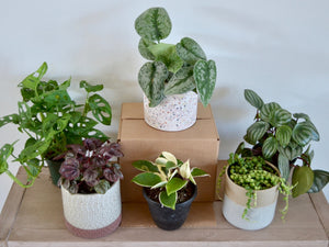 Plant Subscription 6 Cycles