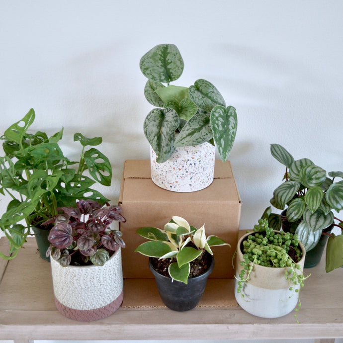 Gift 3 Months: Planty Box
