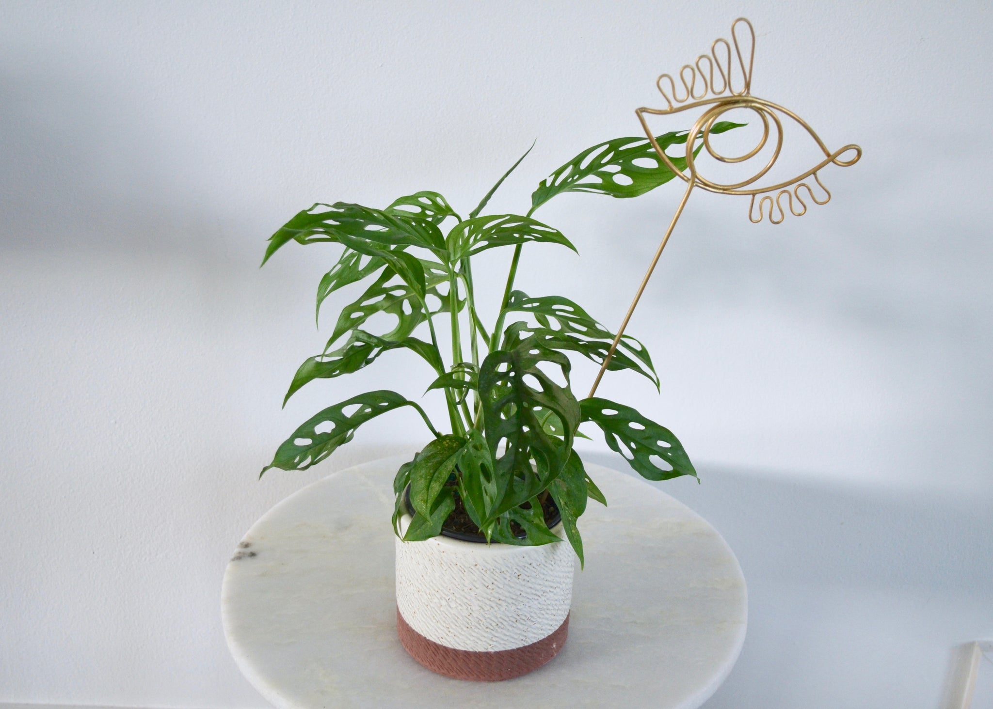 swiss cheese plant stake Wired Eye Plant Stake – Outside In