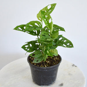 is monstera adansonii toxic to dogs Monstera Adansonii