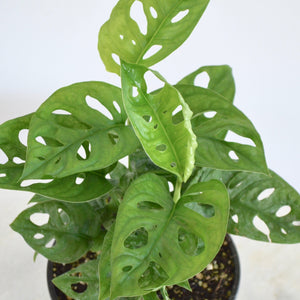 swiss cheese plant leaves