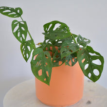 Load image into Gallery viewer, swiss cheese houseplant in peach pot