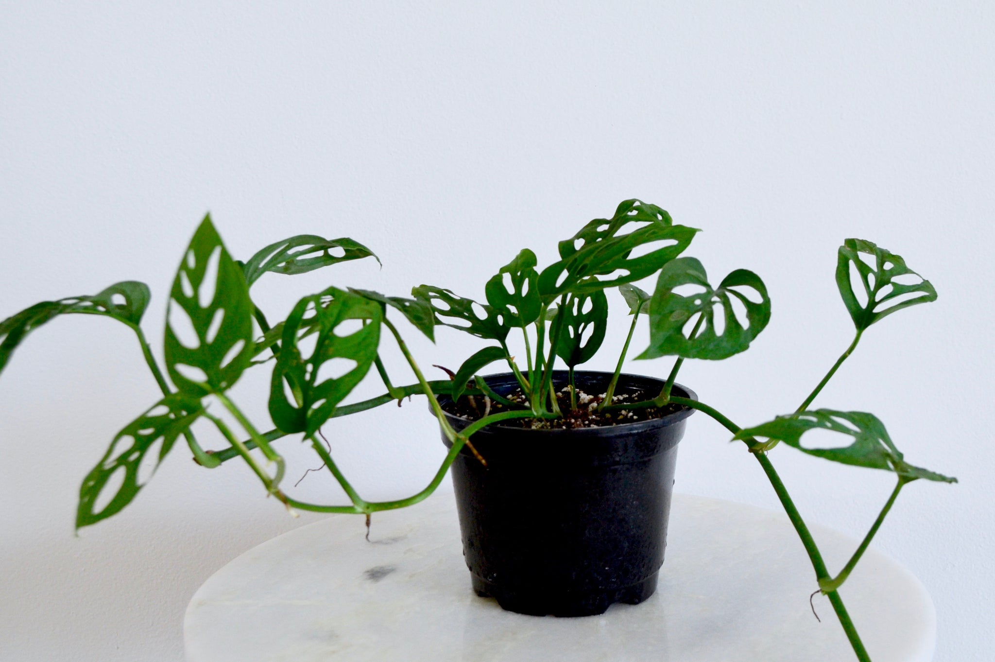 monstera adansonii outside Monstera Adansonii