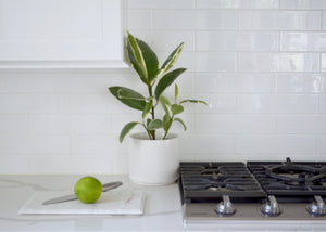 variegated rubber plant in kitchen