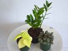 Load image into Gallery viewer, three 4&quot; easy houseplants