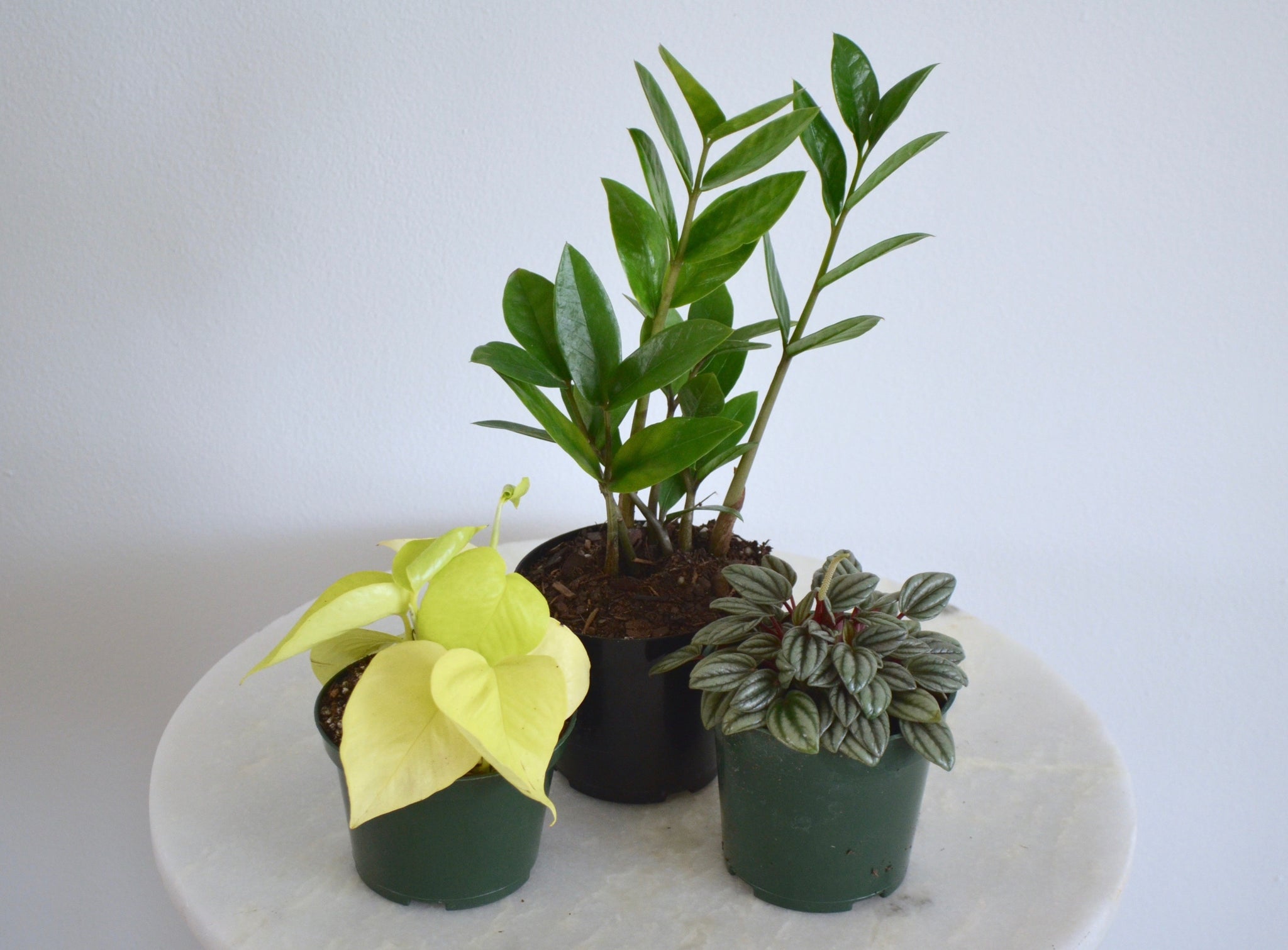 house plant sets Beginner Mystery Box (4 Inch Houseplant Set) – Outside In