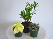 Load image into Gallery viewer, beginner houseplant trio