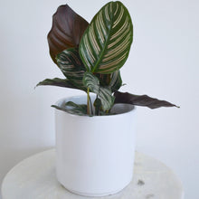 Load image into Gallery viewer, White Pot with Pinstripe Plant