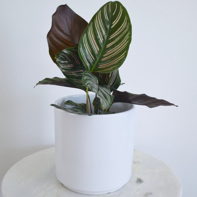 White Pot with Pinstripe Plant