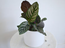 Load image into Gallery viewer, Modern White Pot with Houseplant