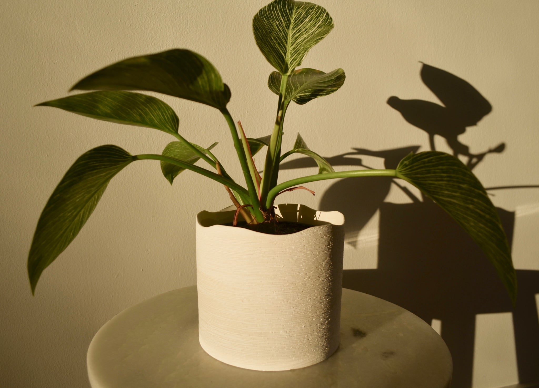 indoor plants white pot White Wavy Pot – Outside In