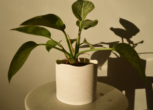 textured white pot housing birkin plant