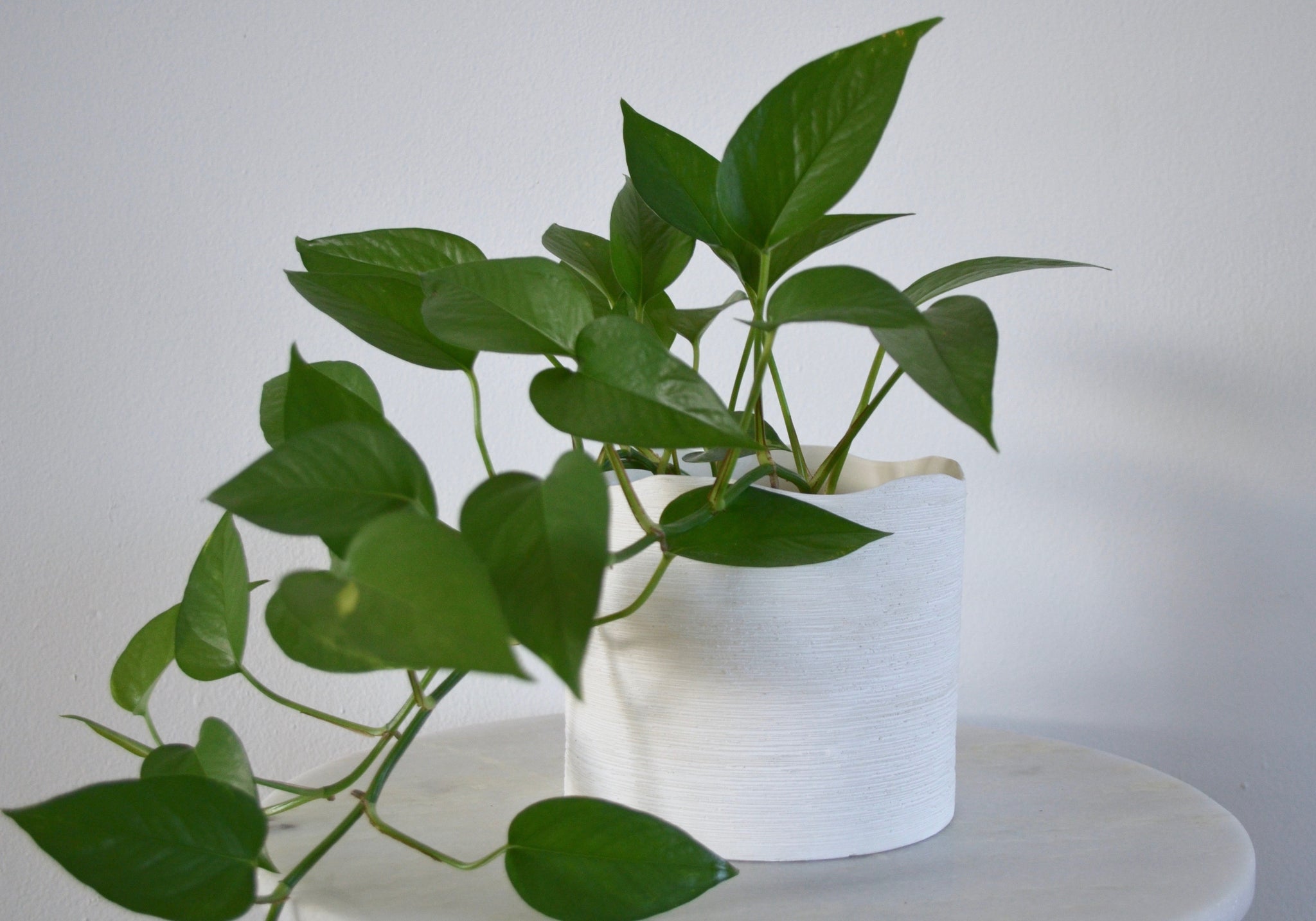 plants in white pots White Wavy Pot – Outside In