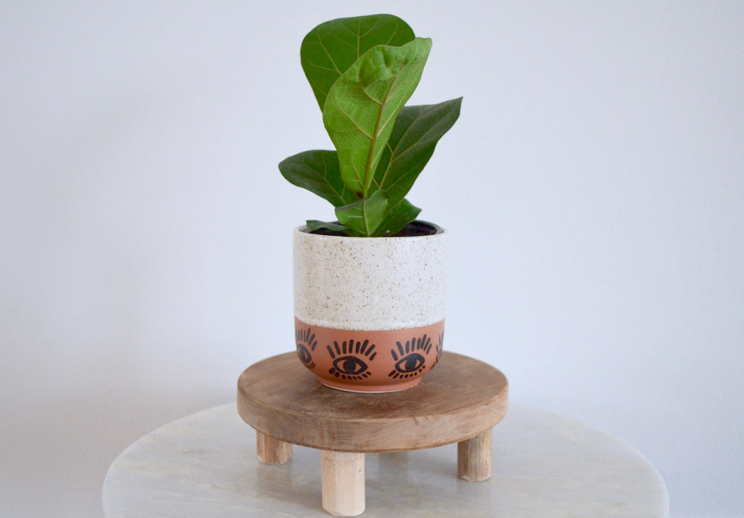 mini fiddle leaf fig plant on wooden pedestal