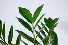 Load image into Gallery viewer, closeup waxy green leaves on houseplant
