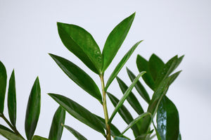 closeup waxy green leaves on houseplant