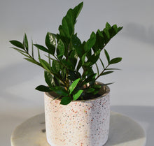Load image into Gallery viewer, classic indoor plant in terrazzo planter