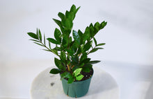 Load image into Gallery viewer, 6&quot; zz houseplant