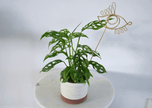 Load image into Gallery viewer, 360 images of of houseplant with foliage holes