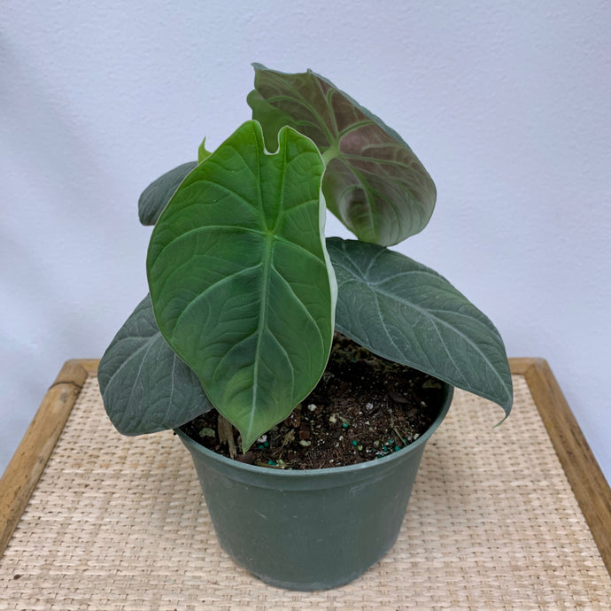 Alocasia Maharani - 6 Inch