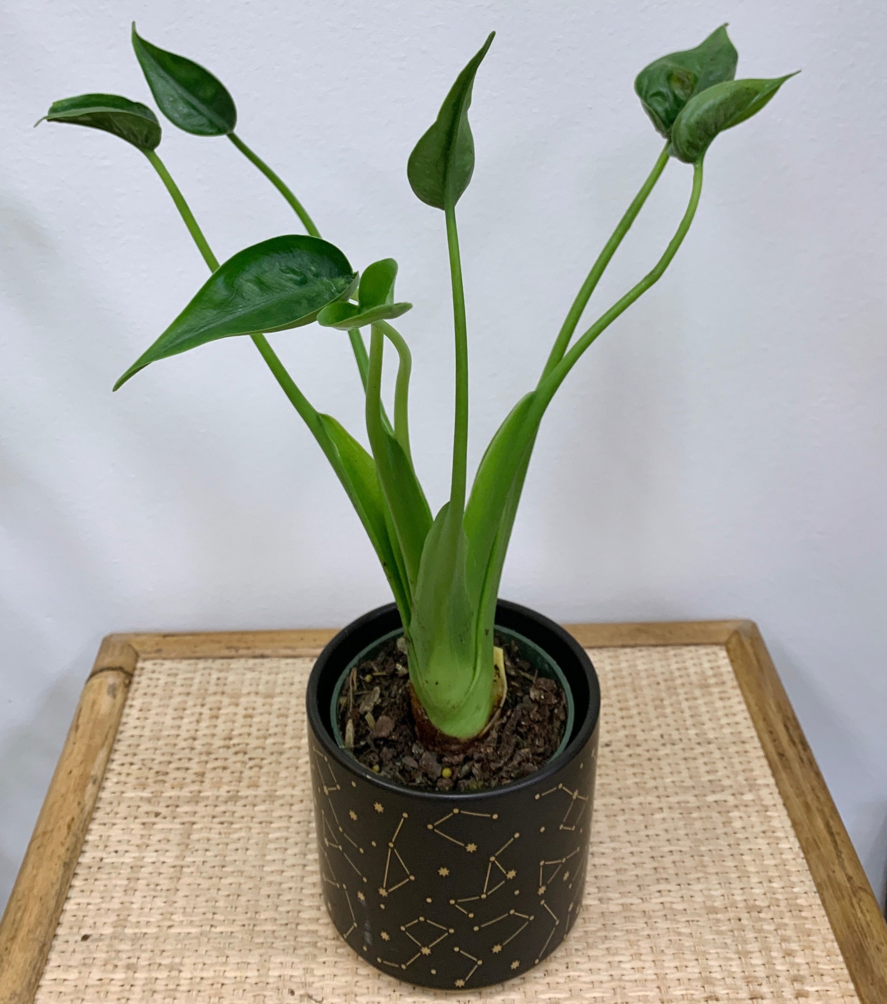 tiny dancers elephant ear plant height Alocasia Tiny Dancer