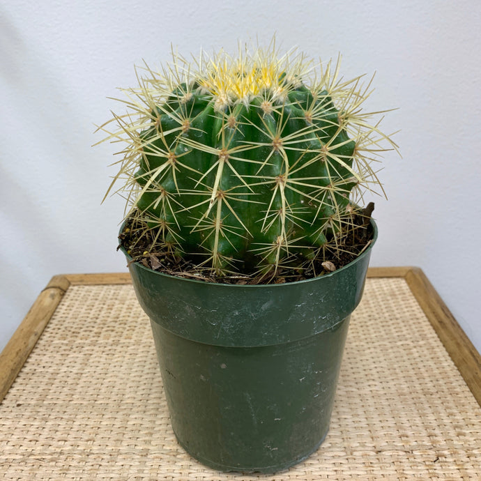 Golden Barrel Cactus - 6 Inch