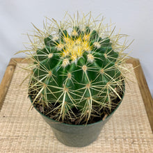 Load image into Gallery viewer, Golden Barrel Cactus - 6 Inch