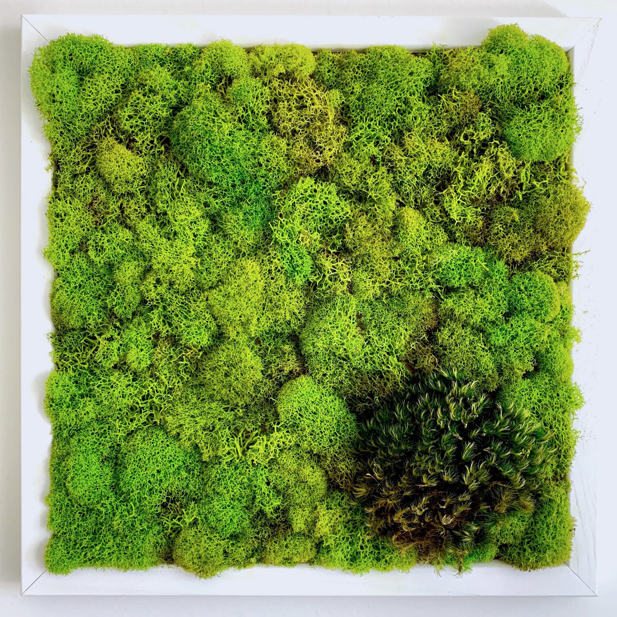 Moss Wall | Preserved Green Decor | 13