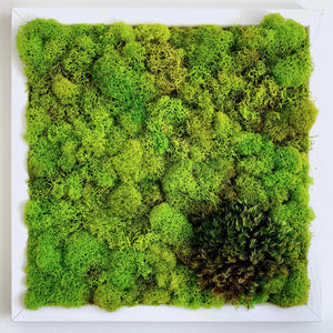 Moss Wall | Preserved Green Decor - Outside In