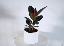 Load image into Gallery viewer, 360 images of dark green and burgundy indoor plant