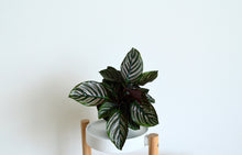 Load image into Gallery viewer, Calathea Ornata Pinstripe Plant with dark green and pink foliage