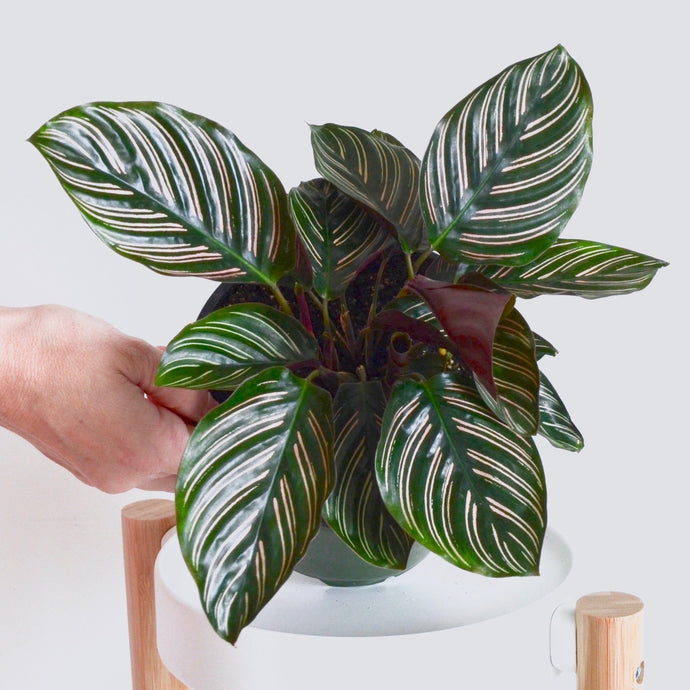 green plant with pink pinstripes