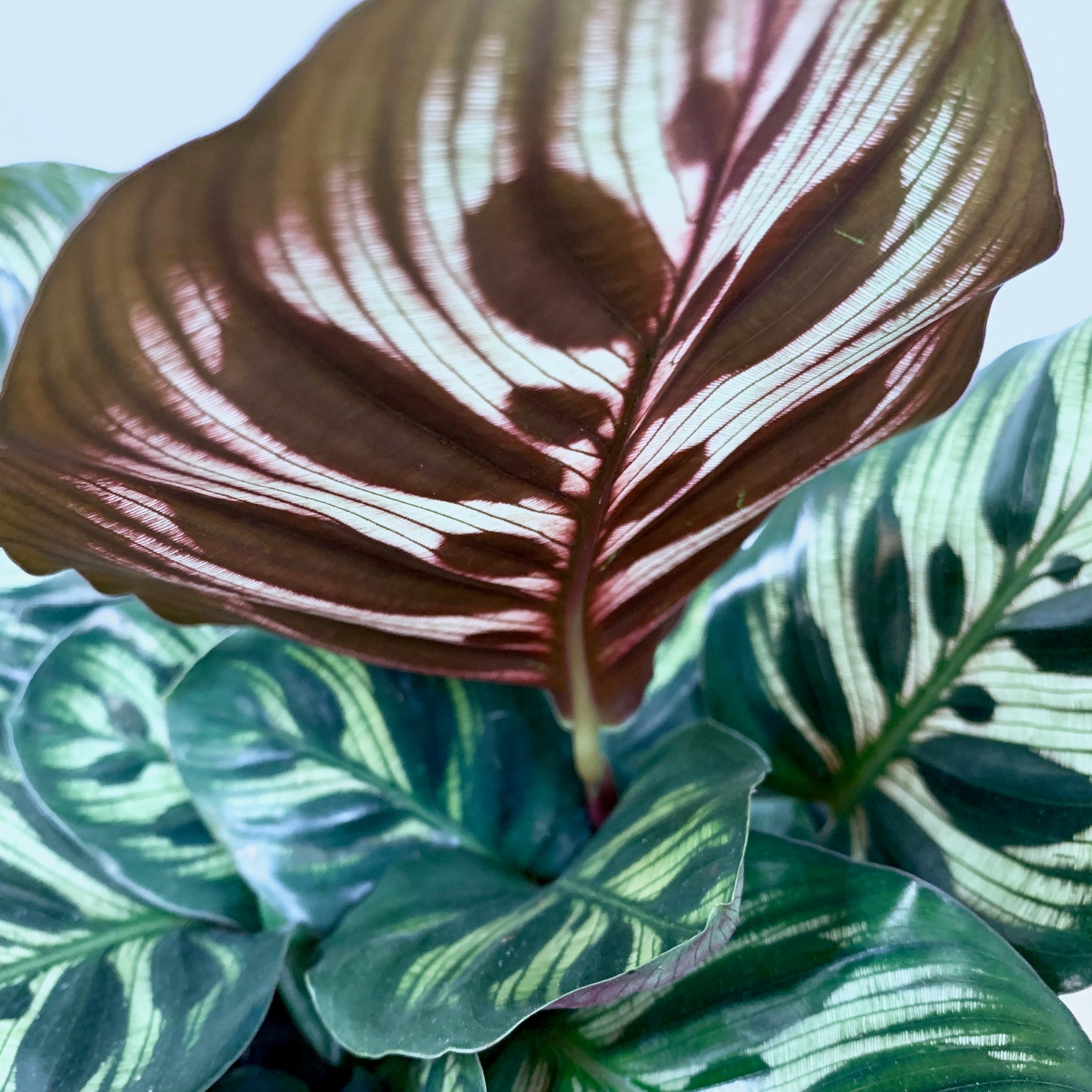 is a peacock plant a prayer plant Calathea Peacock - 6 Inch | Pet-Friendly Plants
