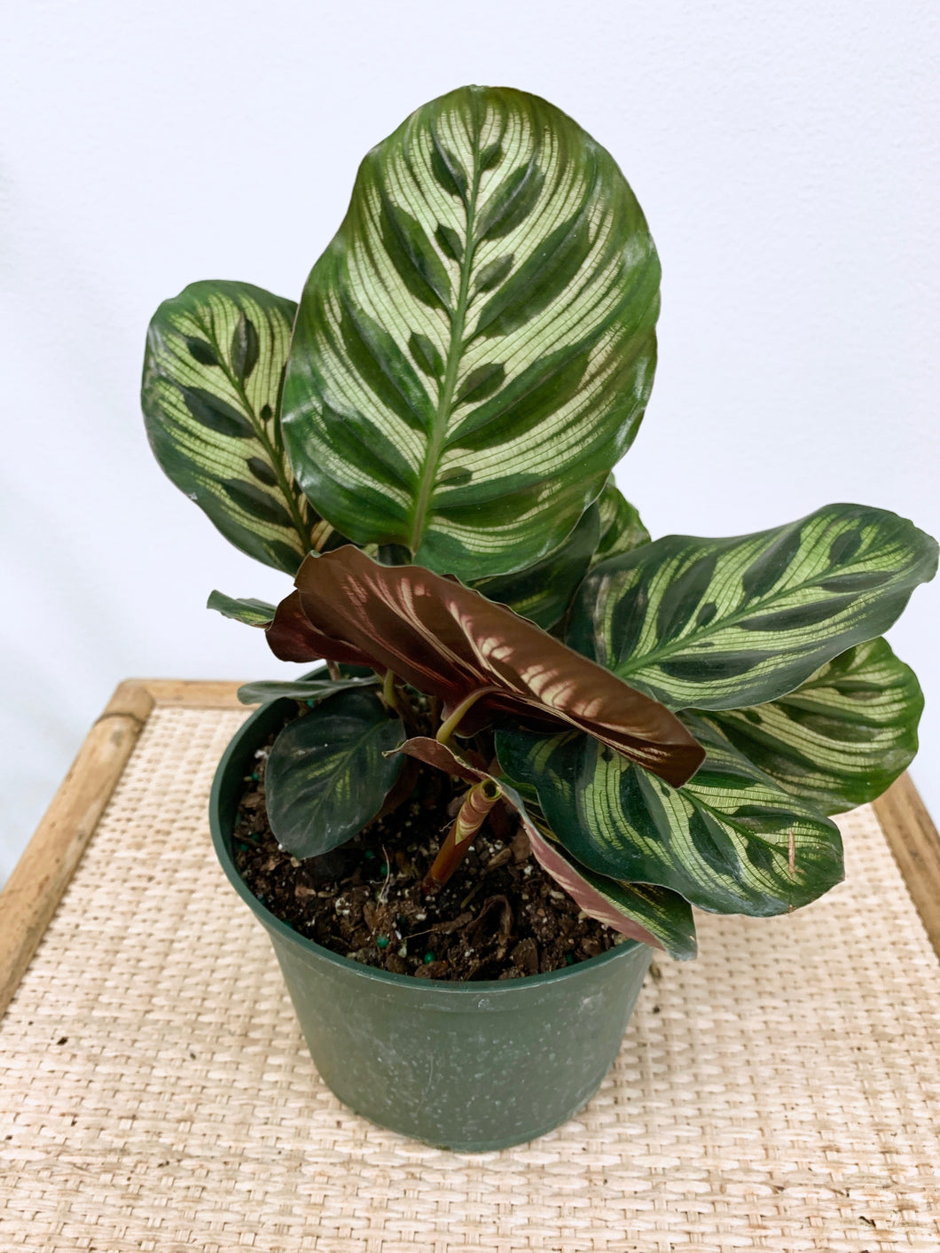 prayer plant peacock Calathea Peacock - 6 Inch | Pet-Friendly Plants