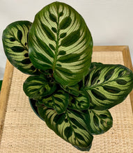 Load image into Gallery viewer, Calathea Peacock Above View