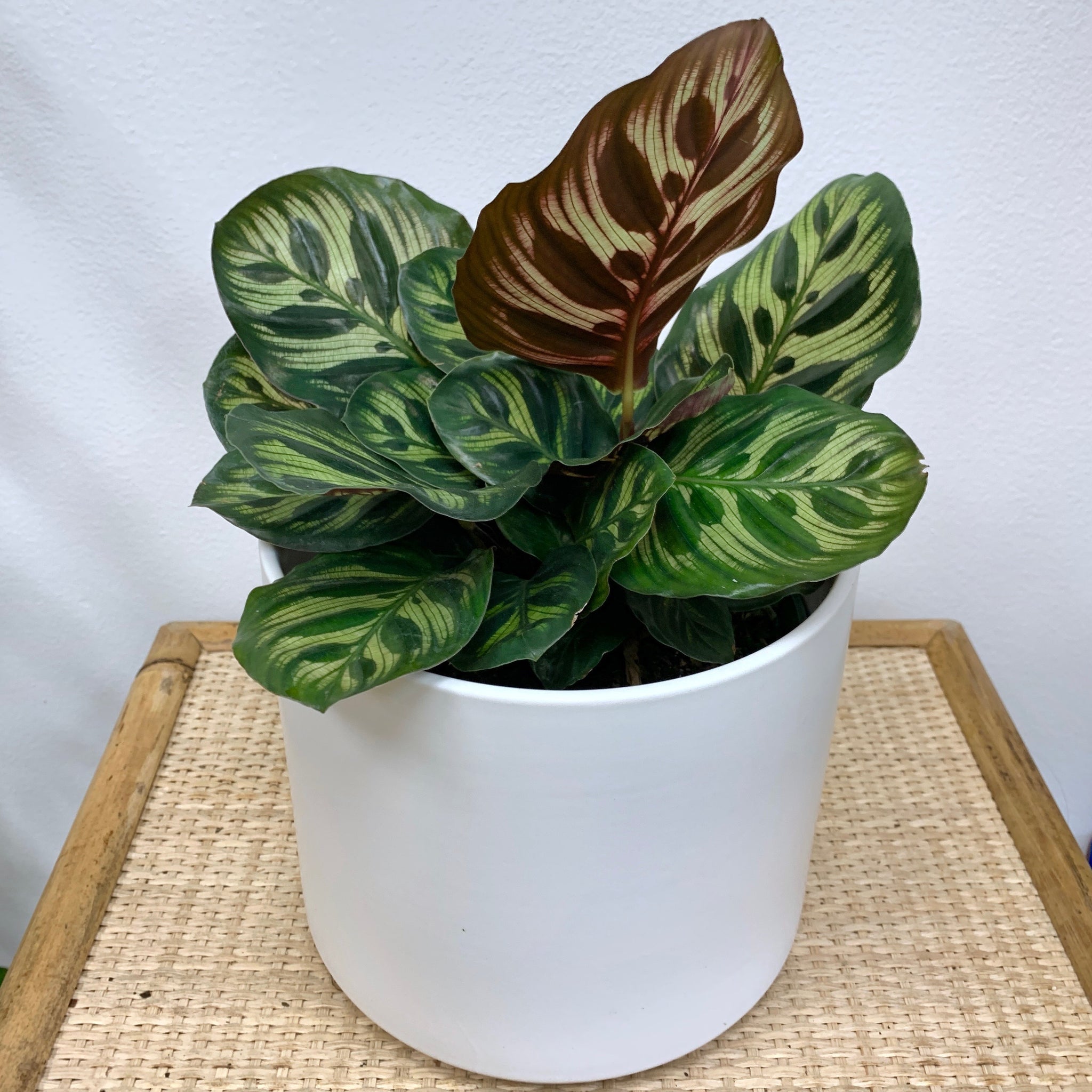 peacock indoor plant Calathea Peacock - 6 Inch | Pet-Friendly Plants