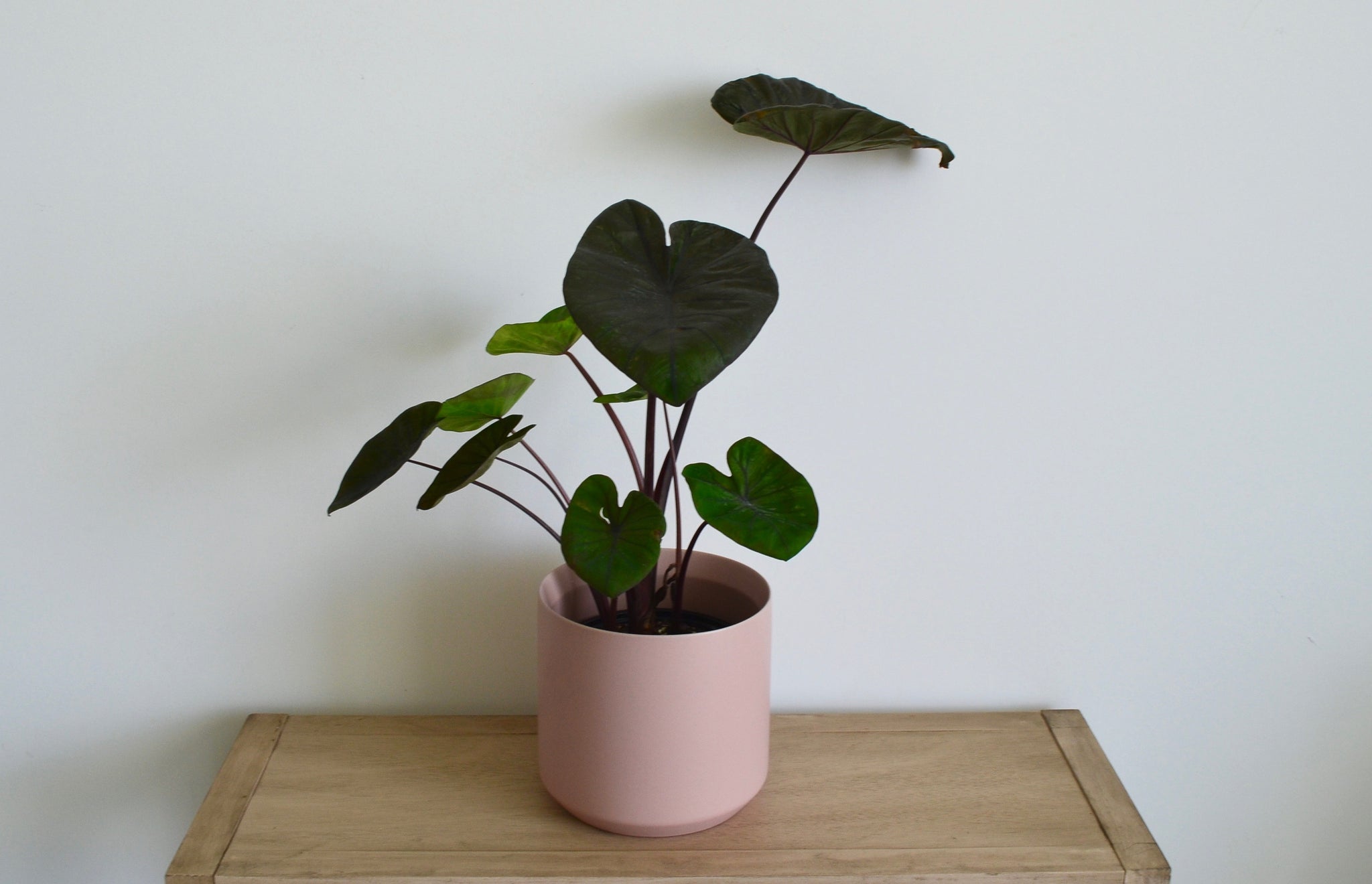 mauve plant pot Mauve Pot