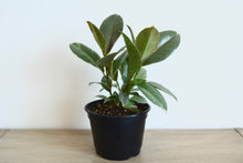 Load image into Gallery viewer, Ficus Tineke - Outside In