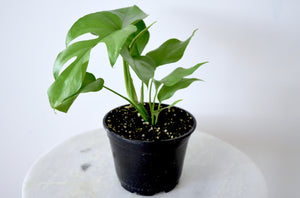 Natural Split Leaf Vining Indoor Plant