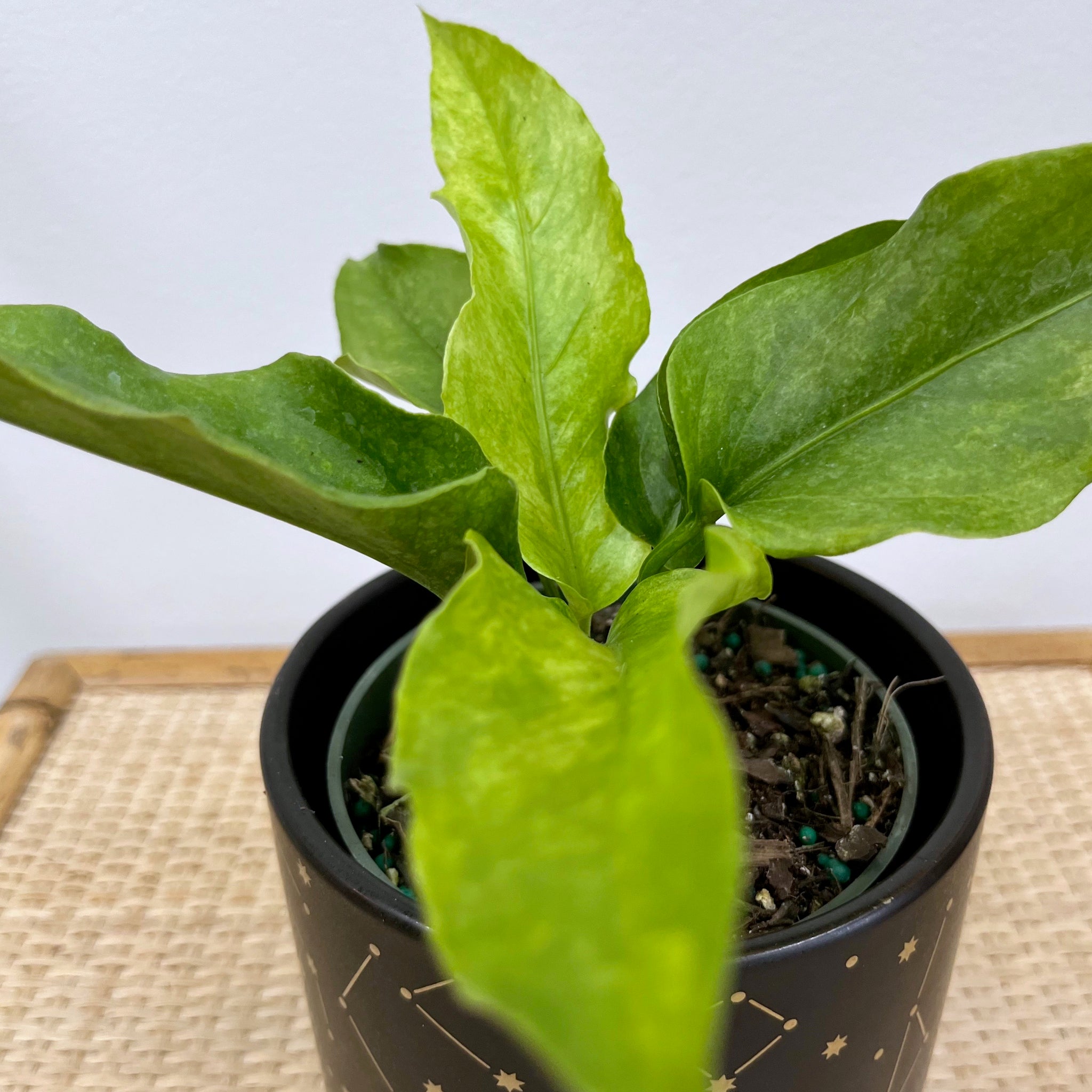 anthurium hookeri varigated Anthurium Hookeri Variegata