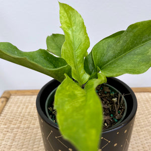 anthurium hookeri variegata Anthurium Hookeri Variegata