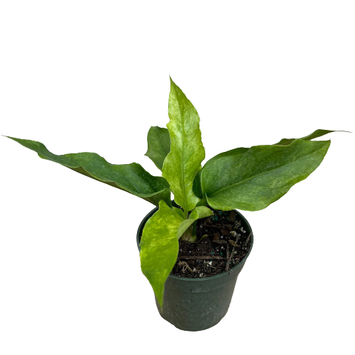 Anthurium Hookeri Variegata