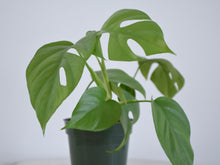 Load image into Gallery viewer, 5&quot; Mini Monstera Houesplant