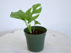 4" tetrasperma split leaf plant