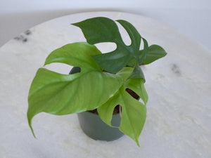 Small Mini Monstera Indoor Plant