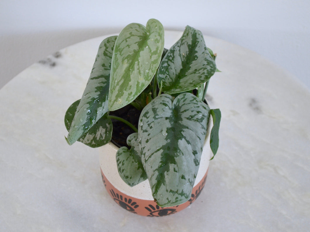 small easy and silvery houseplant in pot