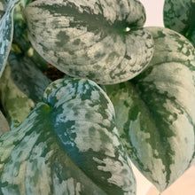 Load image into Gallery viewer, Silver Satin Pothos